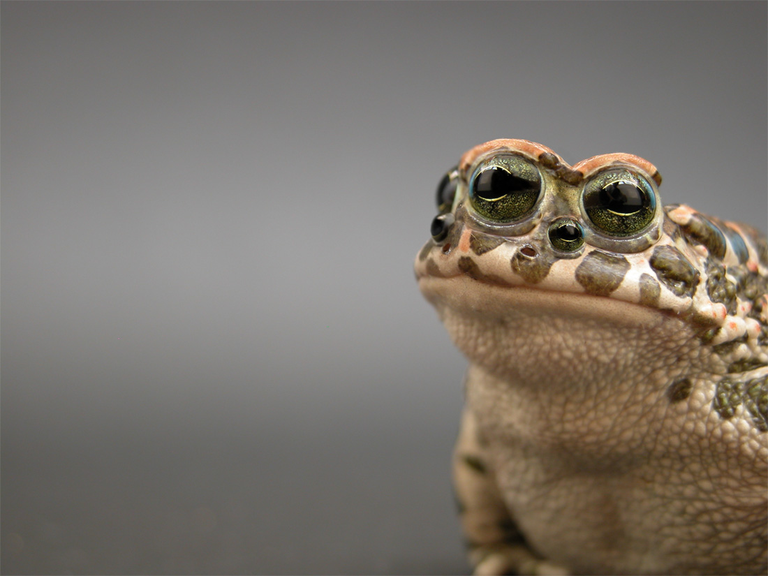 Design Photoshop par emoska pour DesignCrowd (Community Contests) | Design #9021704