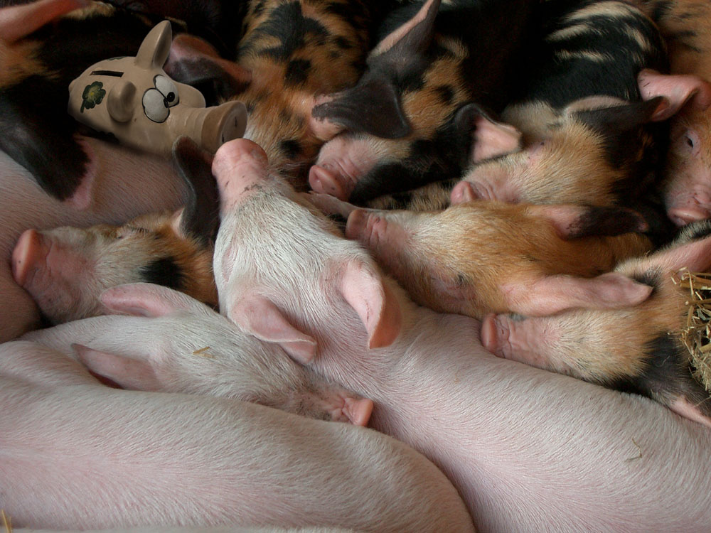 Design Photoshop par flipdakje pour DesignCrowd (Community Contests) | Design #9022664