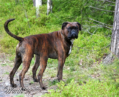 Photoshop Design by Chambers