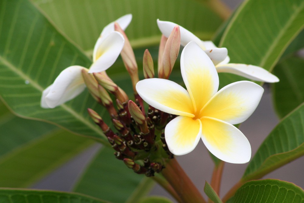 Fotografie von christelgrie für DesignCrowd (Community Contests) | Design #9015826