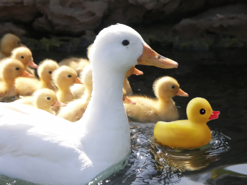 Photoshop Design by rblack for DesignCrowd (Community Contests) | Design #9022695