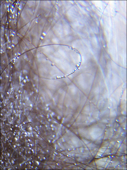 Photography by pixel8r for DesignCrowd (Community Contests) | Design #9018948