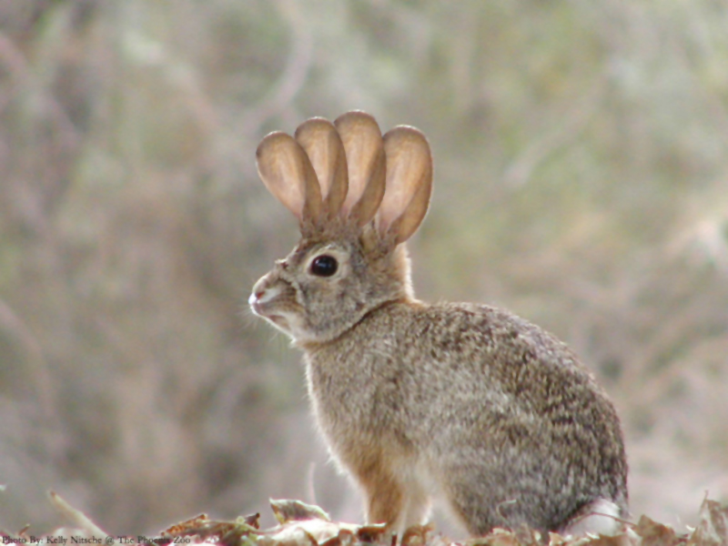 Photoshop Design by Gypzee for DesignCrowd (Community Contests) | Design #9021876