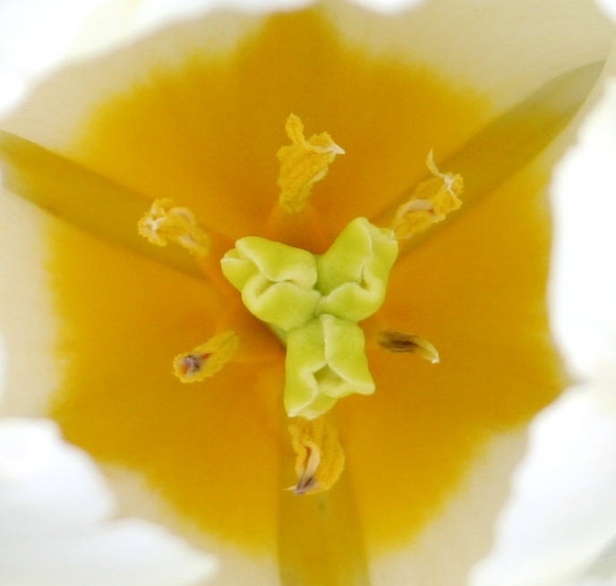 Fotografie von drdonallen für DesignCrowd (Community Contests) | Design #9015851