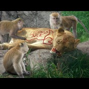 Photoshop Design by ManoleJr