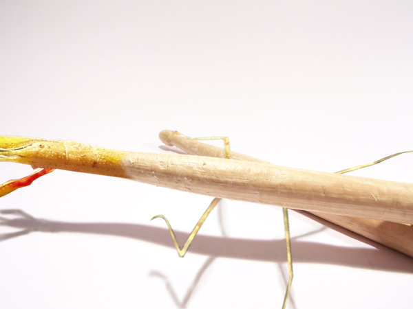 Photoshop-Design von flipdakje für DesignCrowd (Community Contests) | Design #9016304