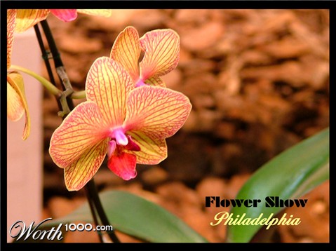 Photography by Lacenflanl