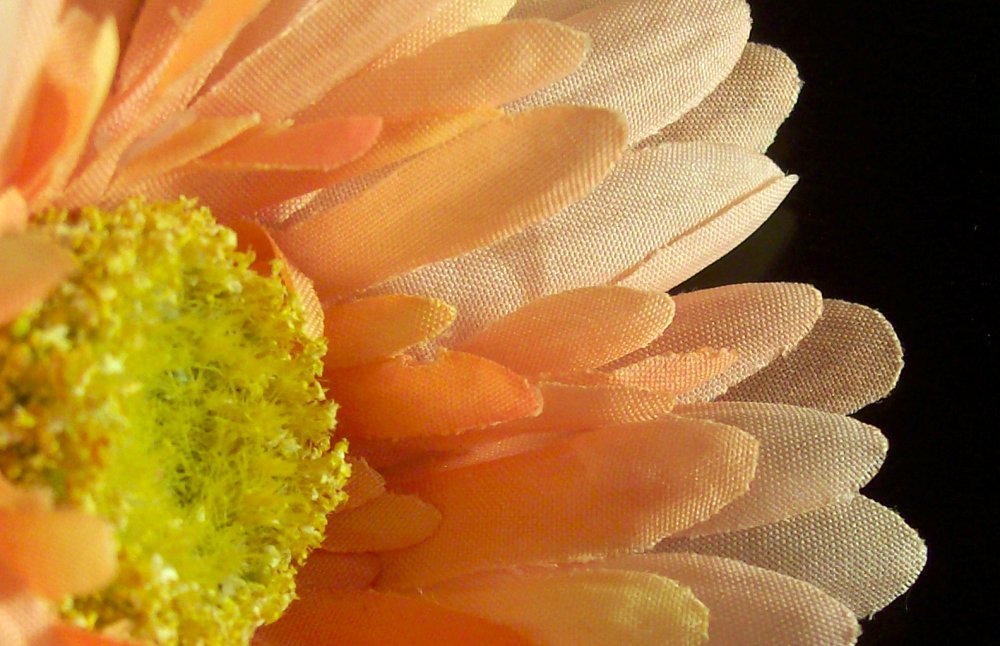 Photography by cassieniccole for DesignCrowd (Community Contests) | Design #9015904