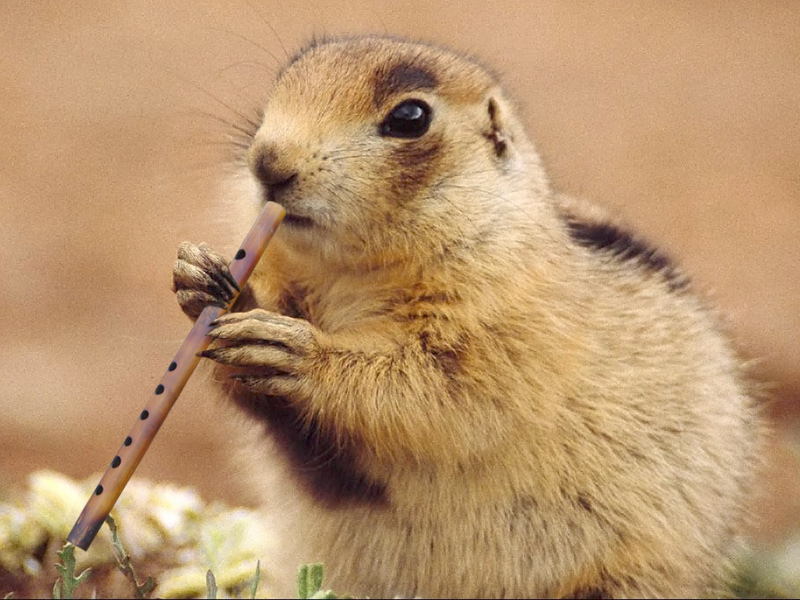 Photoshop-Design von gormax für DesignCrowd (Community Contests) | Design #9018719