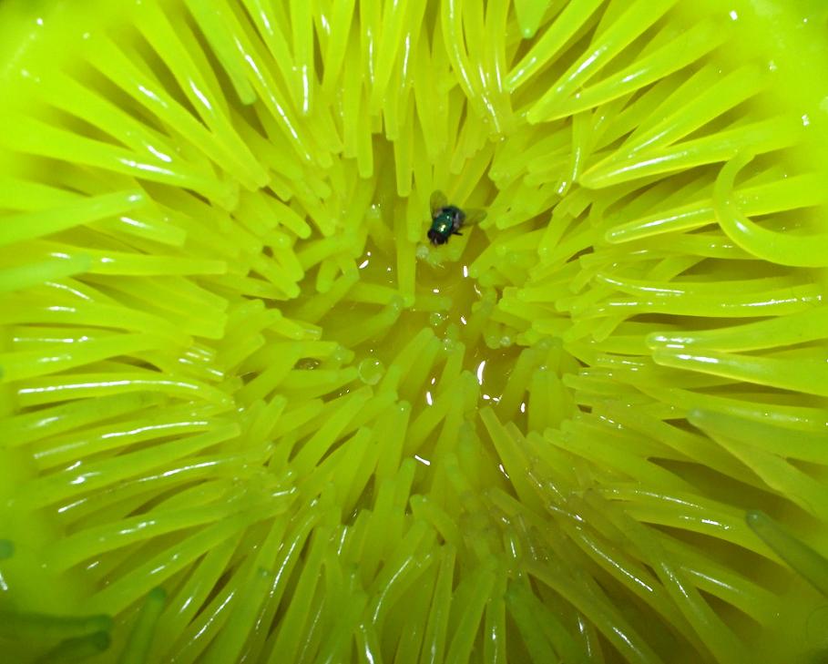 Photographie par MisPuppetz pour DesignCrowd (Community Contests) | Design #9015911