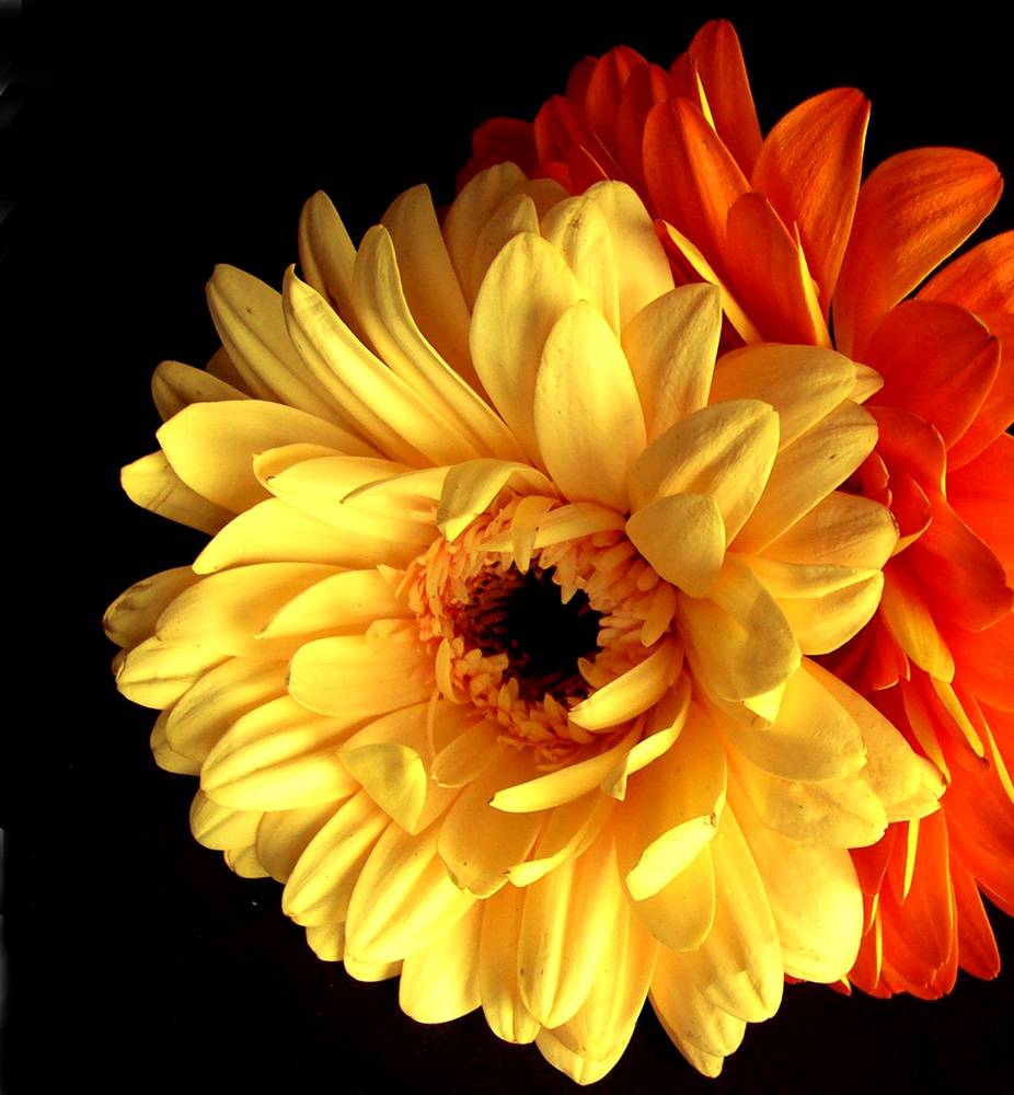 Photographie par Berilu pour DesignCrowd (Community Contests) | Design #9015889