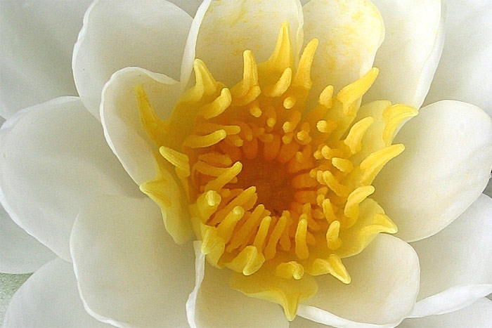 Photographie par Momspc pour DesignCrowd (Community Contests) | Design #9015988