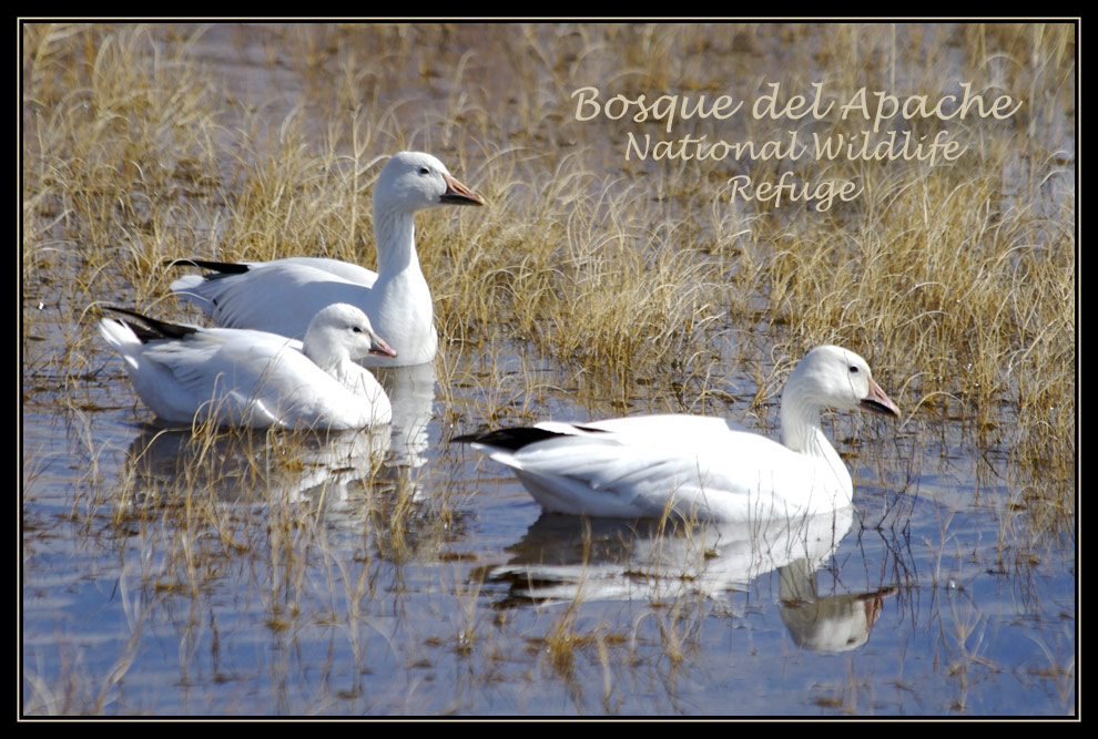 Photographie par drdonallen pour DesignCrowd (Community Contests) | Design #9018742