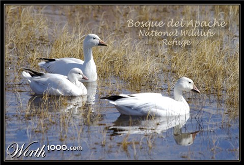 Photography by drdonallen