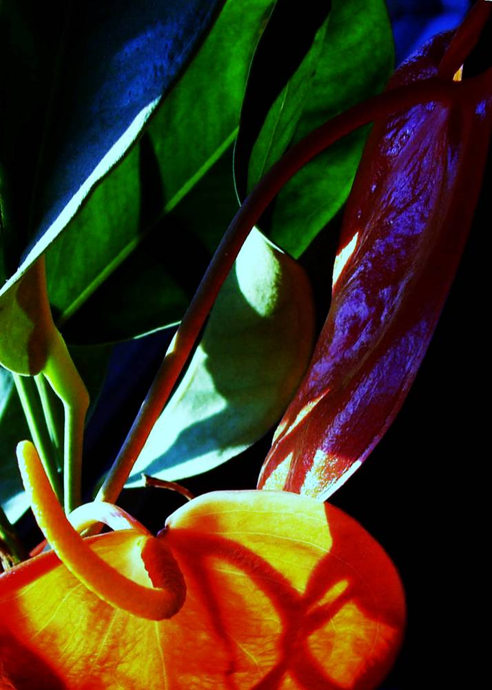 Photographie par Berilu pour DesignCrowd (Community Contests) | Design #9022077