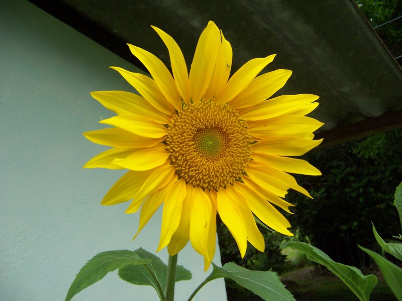 Fotografie von yavannilde für DesignCrowd (Community Contests) | Design #9015944