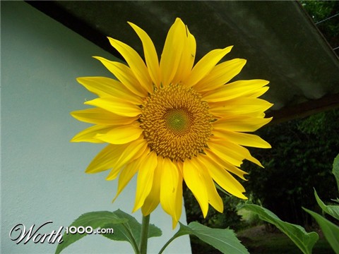 Photography by yavannilde