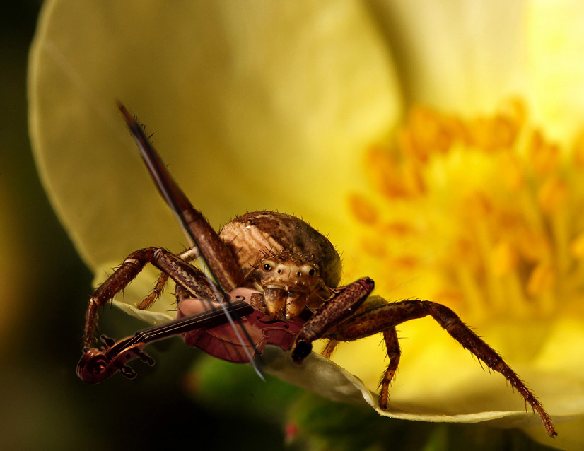 Photoshop Design by damirspanja for DesignCrowd (Community Contests) | Design #9018789