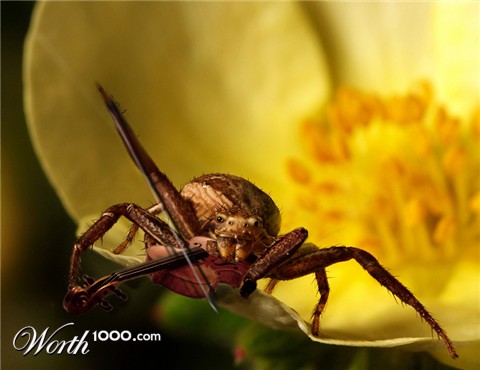 Photoshop Design by damirspanja