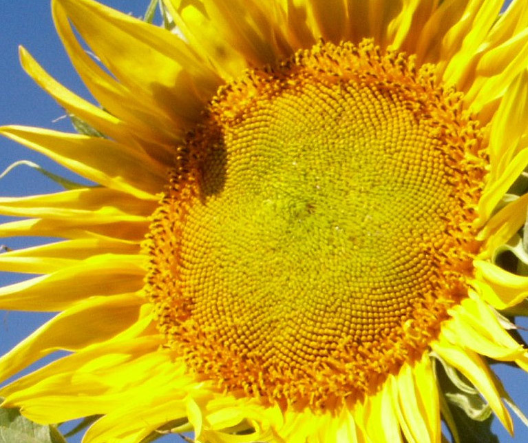 Photography by alwaysbeencreative for DesignCrowd (Community Contests) | Design #9016001