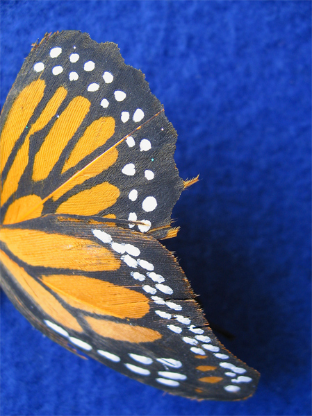 Photography by prancing67pony for DesignCrowd (Community Contests) | Design #9022037