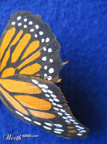 Photography by prancing67pony