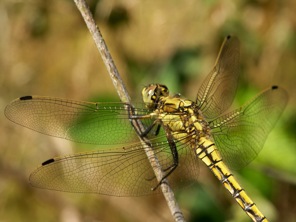 Fotografie von Rouwkema für DesignCrowd (Community Contests) | Design #9015985