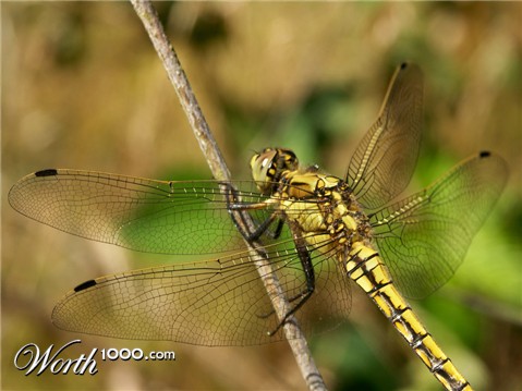 Photography by Rouwkema