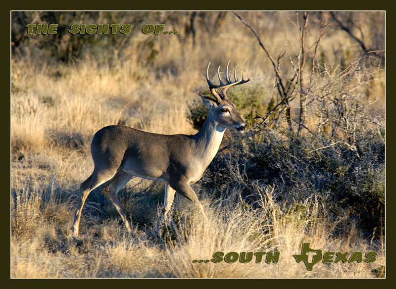 Fotografía por Fishcat para DesignCrowd (Community Contests) | Diseño #9018782