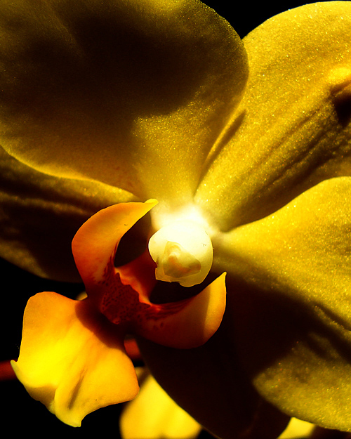 Fotografie von chilledcoder für DesignCrowd (Community Contests) | Design #9016004