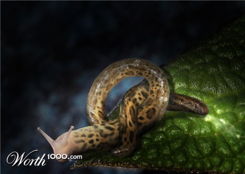Photoshop Design by zshane