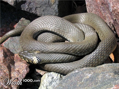 Photoshop Design by Mikeleus