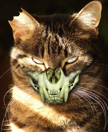 Photoshop Design by mattbyng for DesignCrowd (Community Contests) | Design #9023231