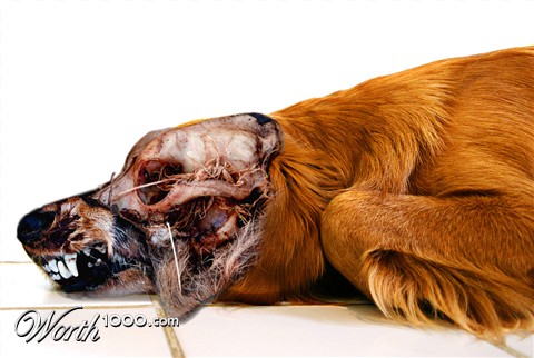 Photoshop Design by damirspanja