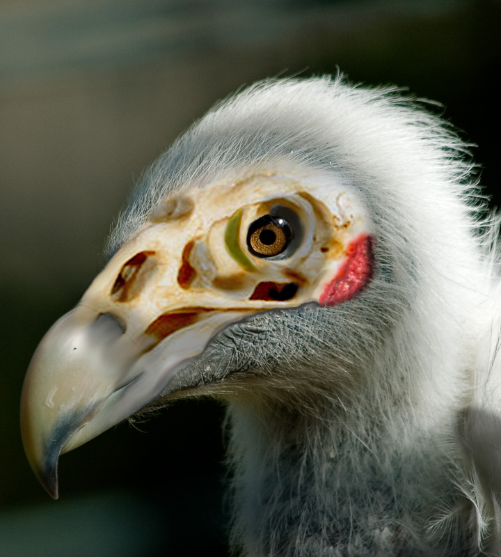 Photoshop Design by machacasaurio for DesignCrowd (Community Contests) | Design #9023241