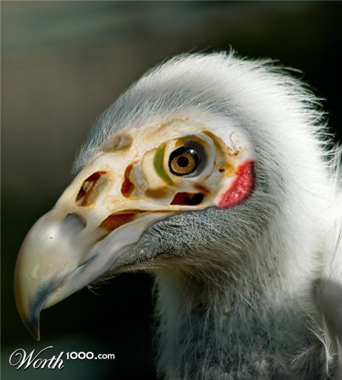 Photoshop Design by machacasaurio