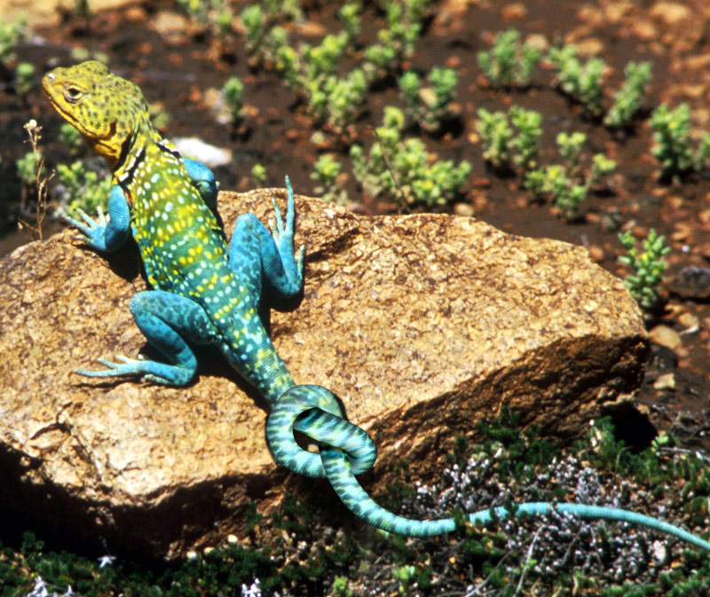 Design Photoshop par Supagray pour DesignCrowd (Community Contests) | Design #9026859