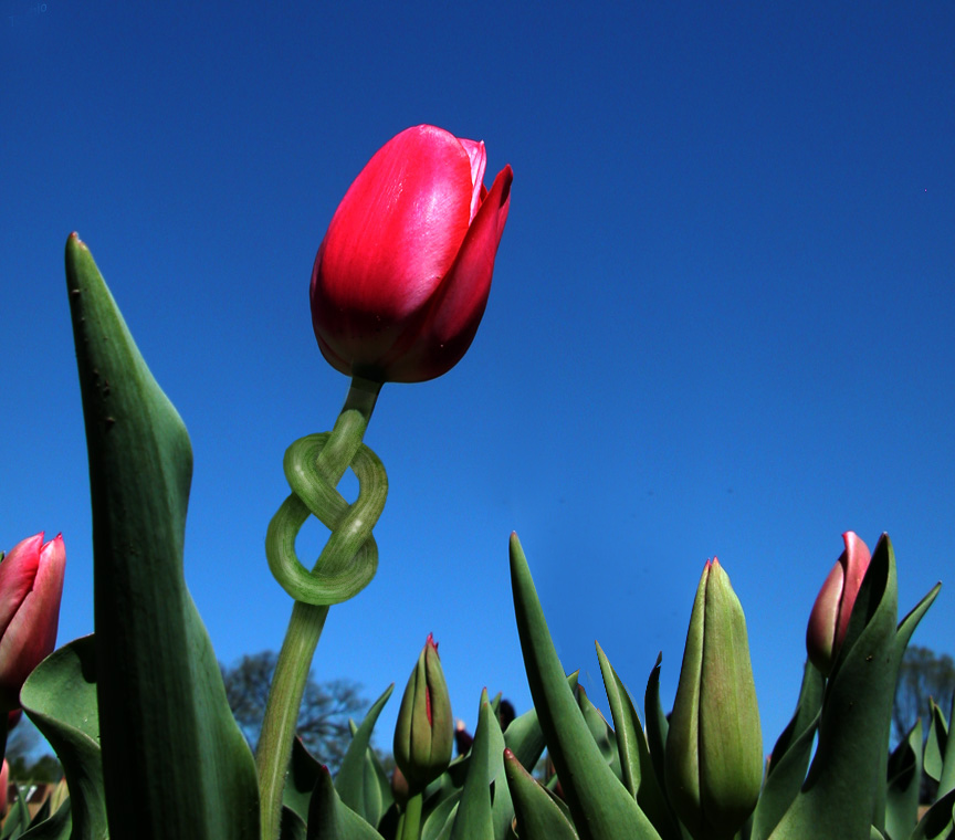 Diseño de Photoshop por rblack para DesignCrowd (Community Contests) | Diseño #9026948