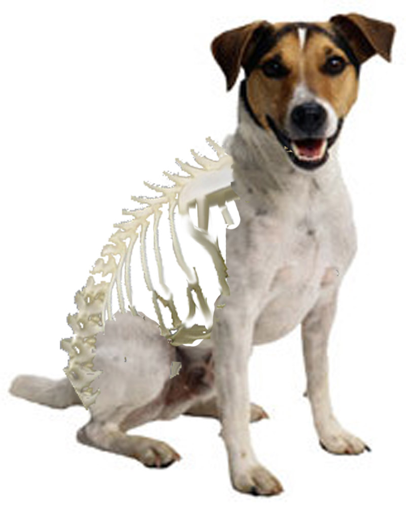 Photoshop Design by XxvwvxX for DesignCrowd (Community Contests) | Design #9023263