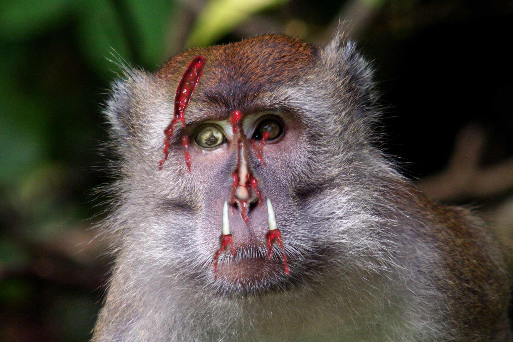 Photoshop-Design von deerreaper für DesignCrowd (Community Contests) | Design #9023250