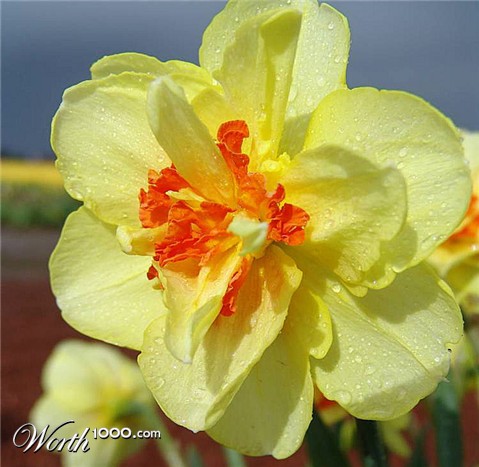 Photography by luccir