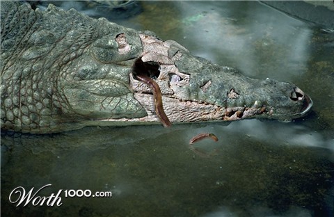 Photoshop Design by zynnya