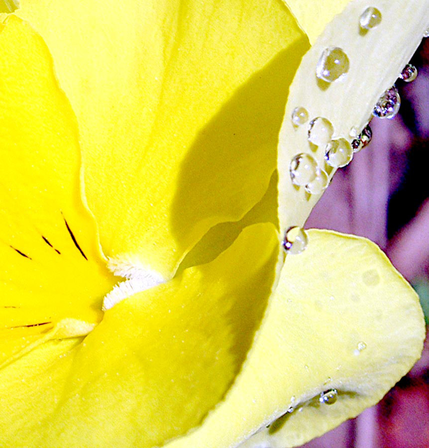 Photography by starrwalker for DesignCrowd (Community Contests) | Design #9016104