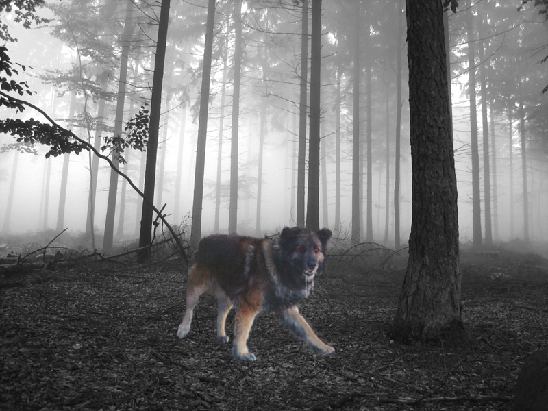 Photoshop Design by Gypzee for DesignCrowd (Community Contests) | Design #9023295