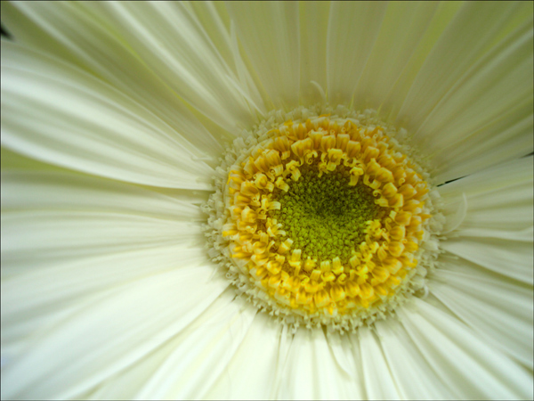 Fotografie von VikiBond für DesignCrowd (Community Contests) | Design #9016109