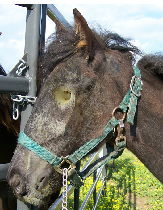 Photoshop Design by Paci4416 for DesignCrowd (Community Contests) | Design #9023284