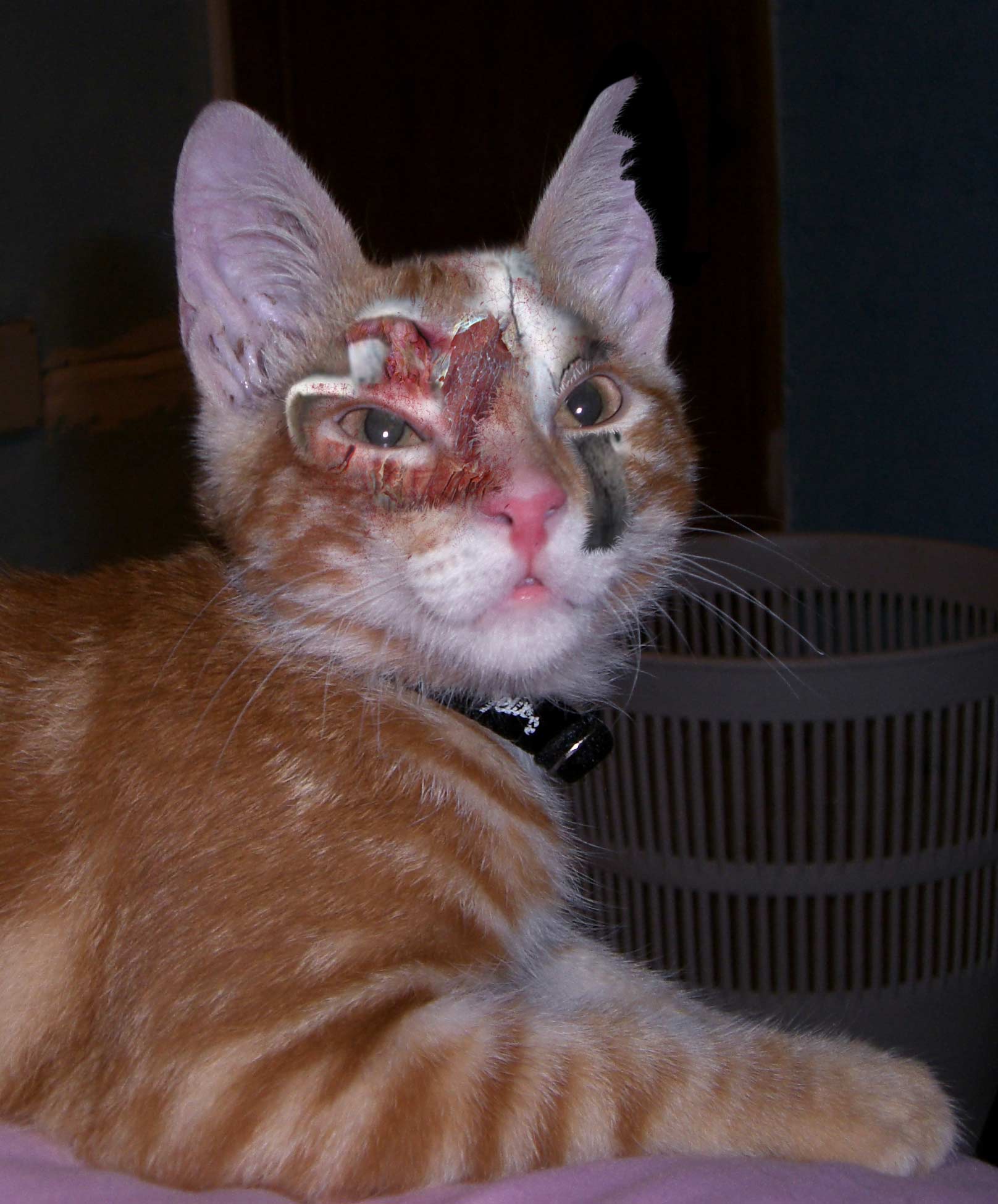 Design Photoshop par eskiss pour DesignCrowd (Community Contests) | Design #9023281