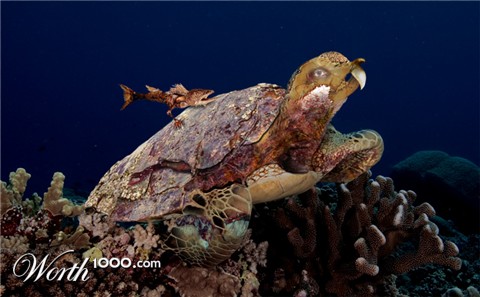 Photoshop Design by Texan Graphics