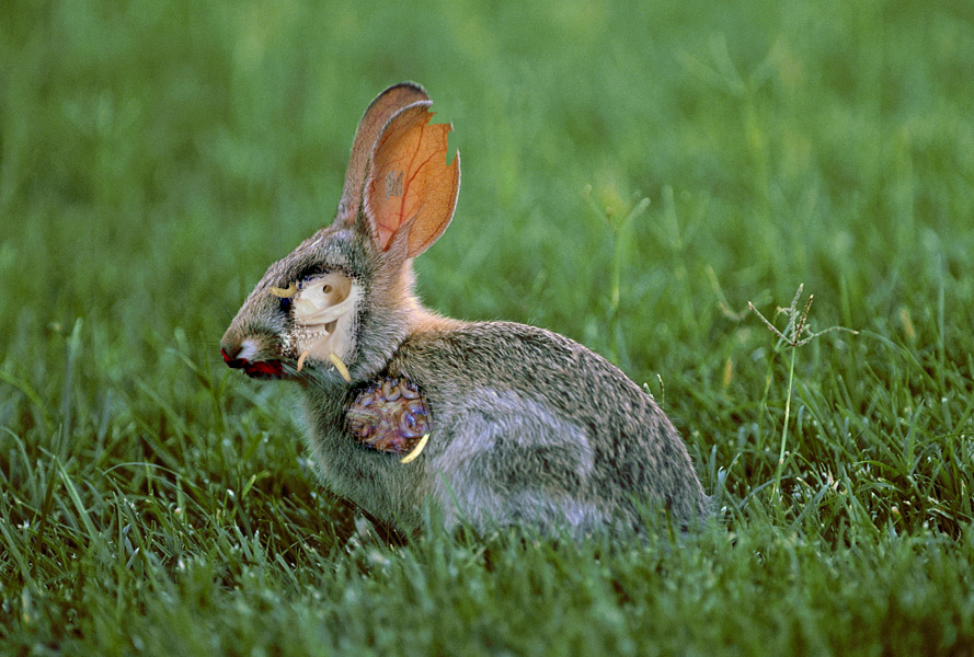 Photoshop Design by NothingsNowhere for DesignCrowd (Community Contests) | Design #9023292