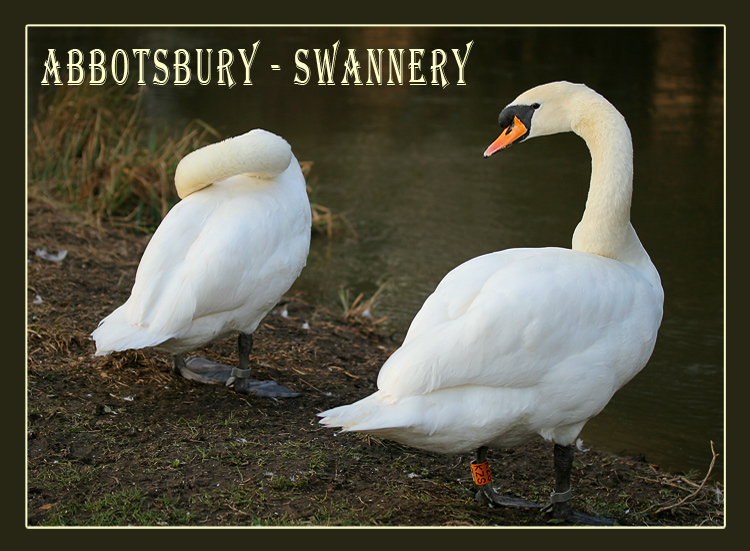 Fotografie von fatheroftwo für DesignCrowd (Community Contests) | Design #9018900